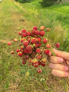 a person is holding some strawberries in their hand on the side of a road