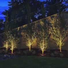 trees are lit up in front of a wall at night