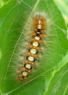 a close up of a caterpillar on a leaf