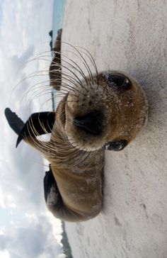 an animal that is looking up at the sky with snow on it's face