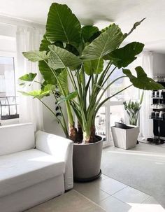 a living room filled with furniture and a large potted plant next to a window