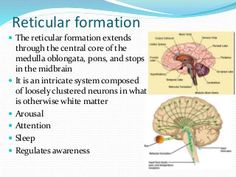 an image of the brain and its structures