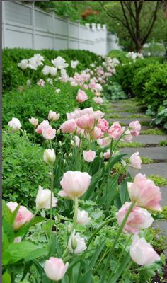 many pink and white flowers are in the garden