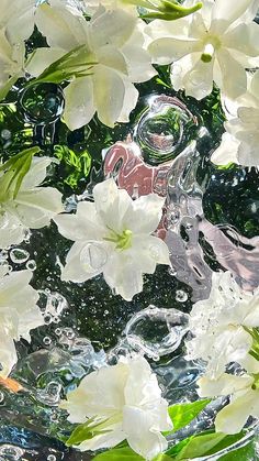 white flowers floating in water with green leaves