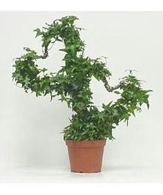 a small potted plant with green leaves on it's top, in front of a white background