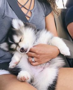 a person holding a small dog in their lap