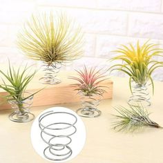 four glass vases with air plants in them