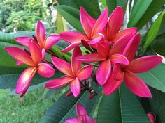 red flowers are blooming on the tree outside