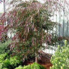 a very pretty tree in the middle of some bushes