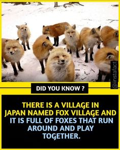 there is a village in japan named fox village and it's full of foxes that run around and play together