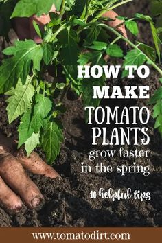 how to make tomato plants grow faster in the spring