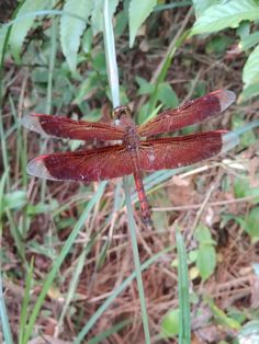 a red dragonfly sitting on top of a green plant