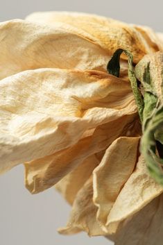 a close up view of a dying flower