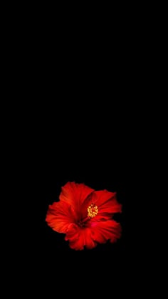 a red flower is in the dark on a black background