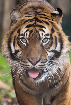 a close up of a tiger walking in the grass with its mouth open and tongue out