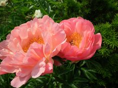 two pink peonies are blooming in the garden