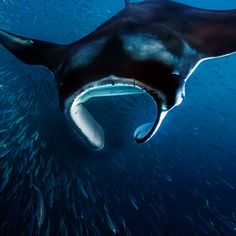 a whale swimming in the ocean with lots of small fish around it's neck