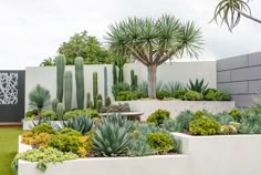 an outdoor garden with cactus and succulents