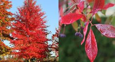 two different trees with red leaves in the fall and on the right there are blue berries hanging from them