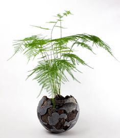 a potted plant with rocks and grass in it