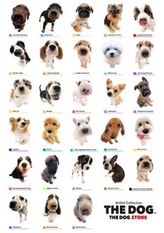 a poster with many different dogs on it's front and back sides, all showing their names