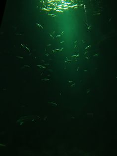 an aquarium filled with lots of fish under a bright green light in the dark water