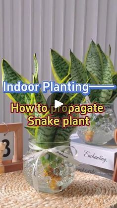 indoor planting how to propagate snake plant in a glass bowl on a table