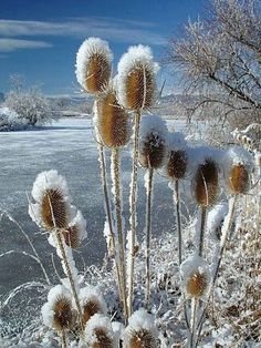 some very pretty flowers by the water in black and white with snow on their stems