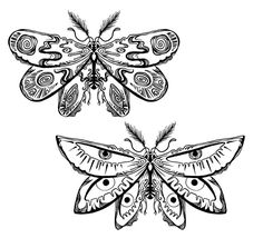 two moths with intricate designs on their wings