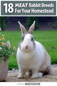 Rabbits can be a great choice for keeping yourself and your family in fresh, high quality meat. Learn about 18 of the best meat rabbit breeds here. #rabbit #homesteading Best Meat Rabbit Breeds, Rabbit Keeping, Types Of Bunnies, Satin Rabbit, Breeding Rabbits