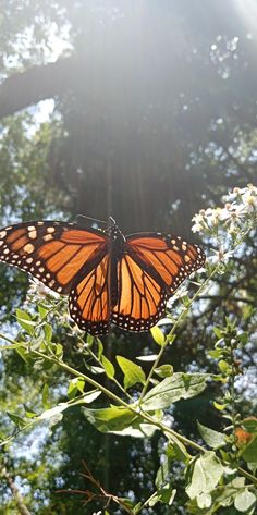 a large orange butterfly sitting on top of a leafy plant in front of some trees