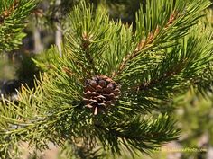 a pine cone on the needles of a tree