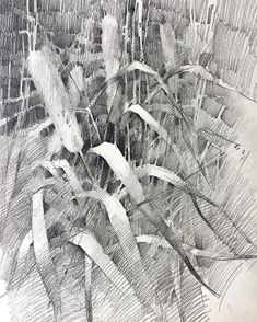 a pencil drawing of some plants growing out of the ground