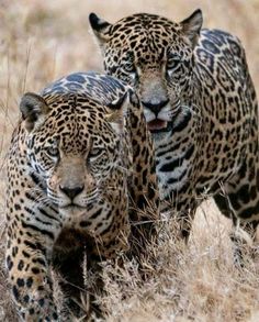 two leopards are walking through the tall grass