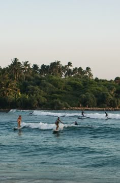 several people are surfing in the ocean on surfboards and trees behind them, while one person is riding a wave