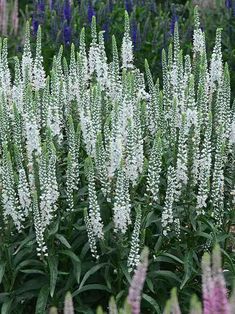 white and purple flowers are growing in the garden