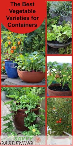 the best vegetable varieties for containers