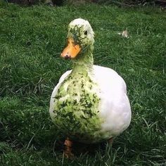 a duck that is covered in green stuff