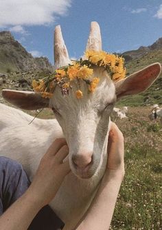 a person petting a goat with yellow flowers on it's head in the mountains