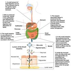 diagram of the human body and organs