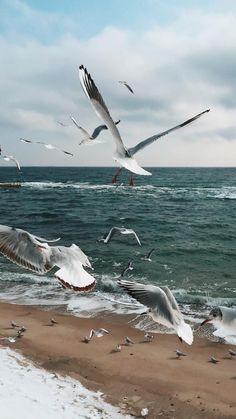 several seagulls flying over the ocean on a beach