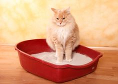 an orange and white cat sitting in a red litter box