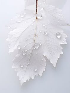 a white leaf with drops of water on it