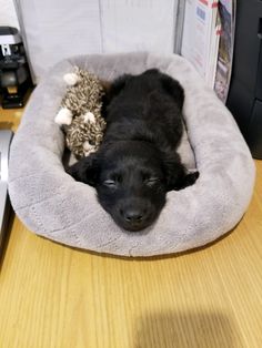 a small black dog laying in a pet bed