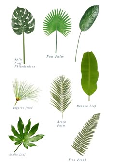 the different types of tropical leaves