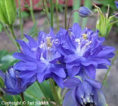 blue flowers are blooming in the garden