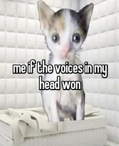 a cat sitting on top of a box with the words me if the voice in my head won