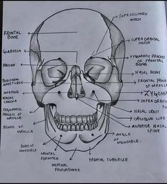 a diagram of the human skull with labels on it's bones and labeled muscles