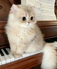 a fluffy white cat sitting on top of a piano