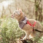 a cat standing on top of a tree stump wearing a harness and looking off into the distance